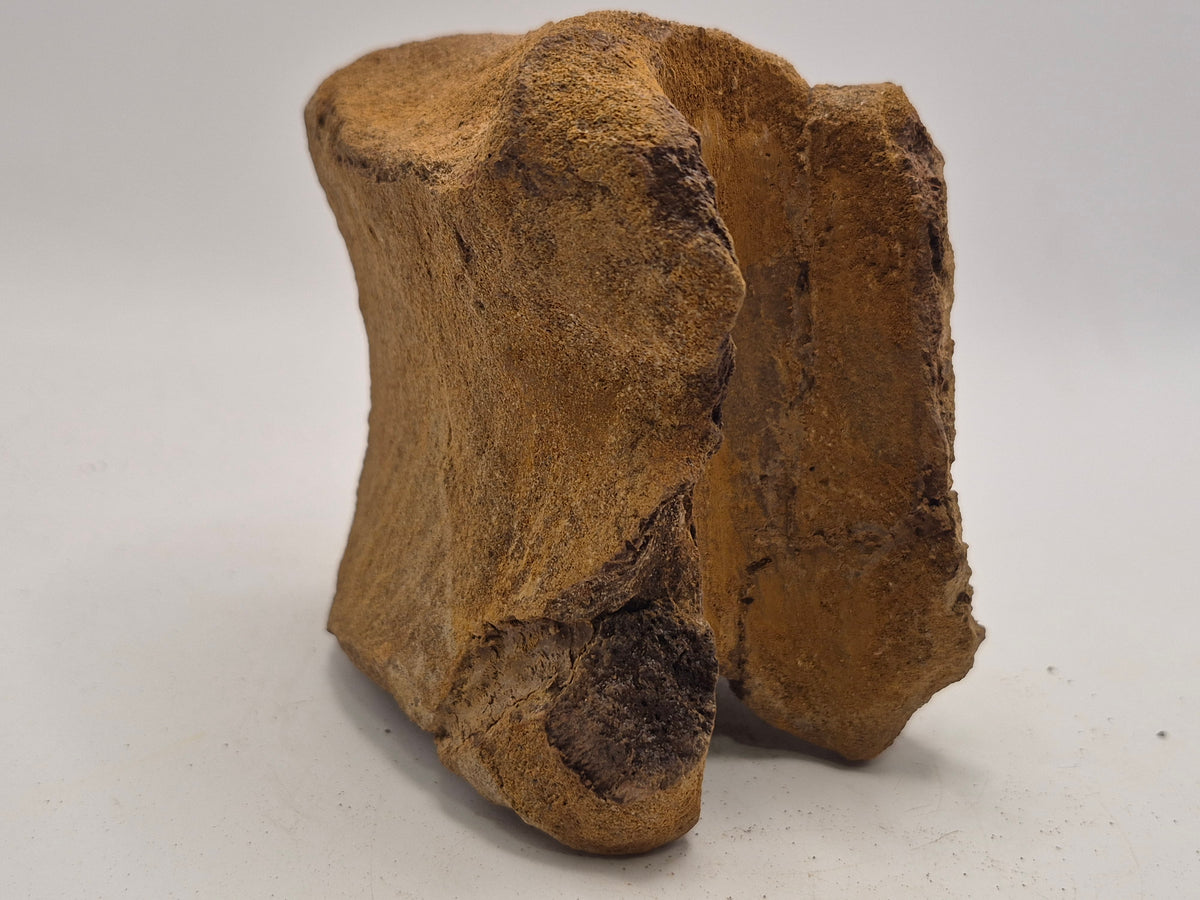 3.87" Hadrosaur Vertebrae (Judith River)
