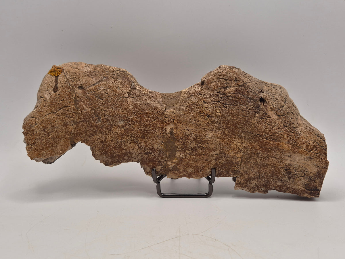 8.5" Centrosaurus Frill section(Judith River)