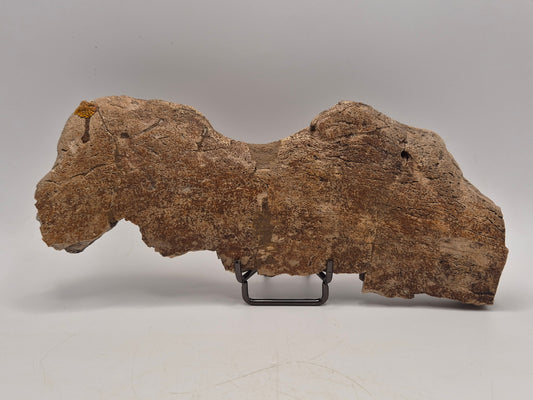 8.5" Centrosaurus Frill section(Judith River)