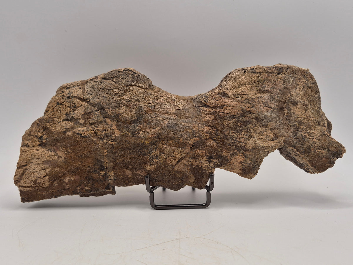 8.5" Centrosaurus Frill section(Judith River)