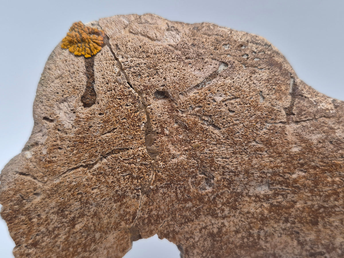8.5" Centrosaurus Frill section(Judith River)