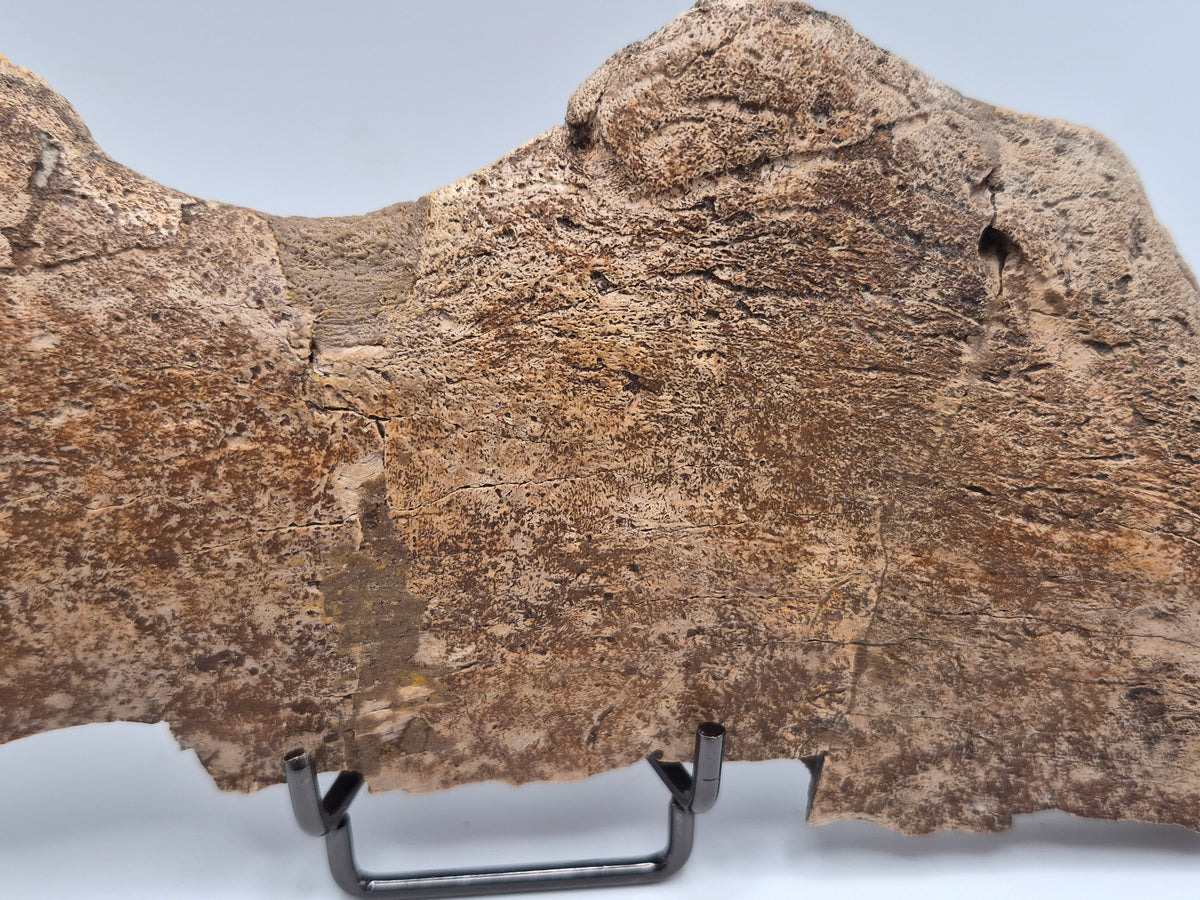 8.5" Centrosaurus Frill section(Judith River)