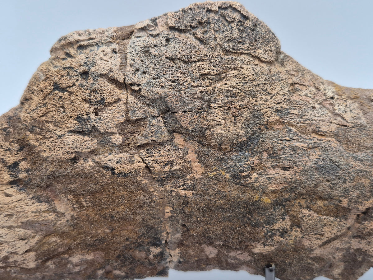 8.5" Centrosaurus Frill section(Judith River)