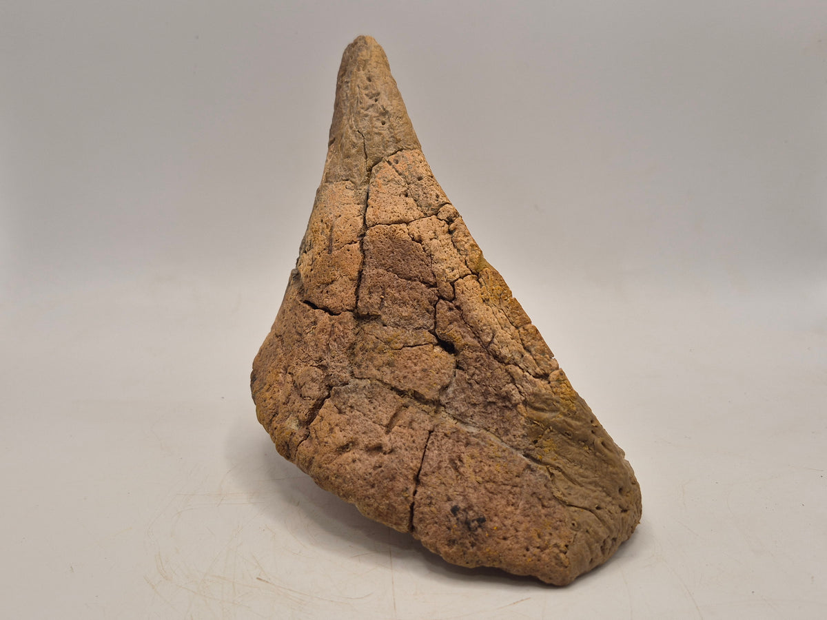 6.6" Spiked Ankylosaurus Scute(Judith River)