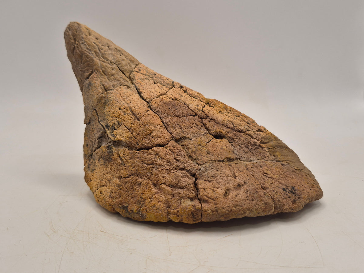 6.6" Spiked Ankylosaurus Scute(Judith River)