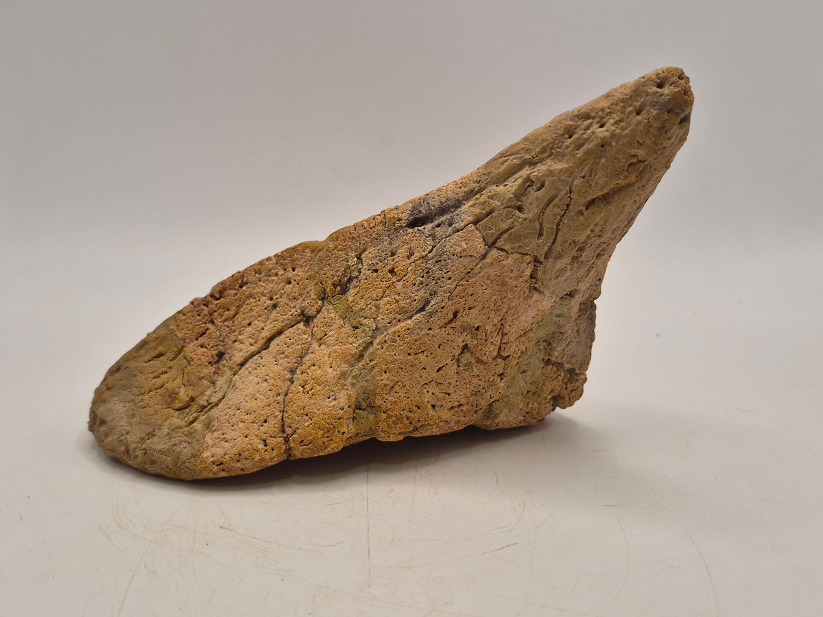 6.6" Spiked Ankylosaurus Scute(Judith River)