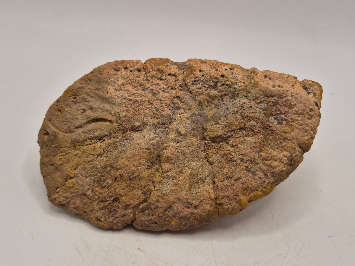 6.6" Spiked Ankylosaurus Scute(Judith River)