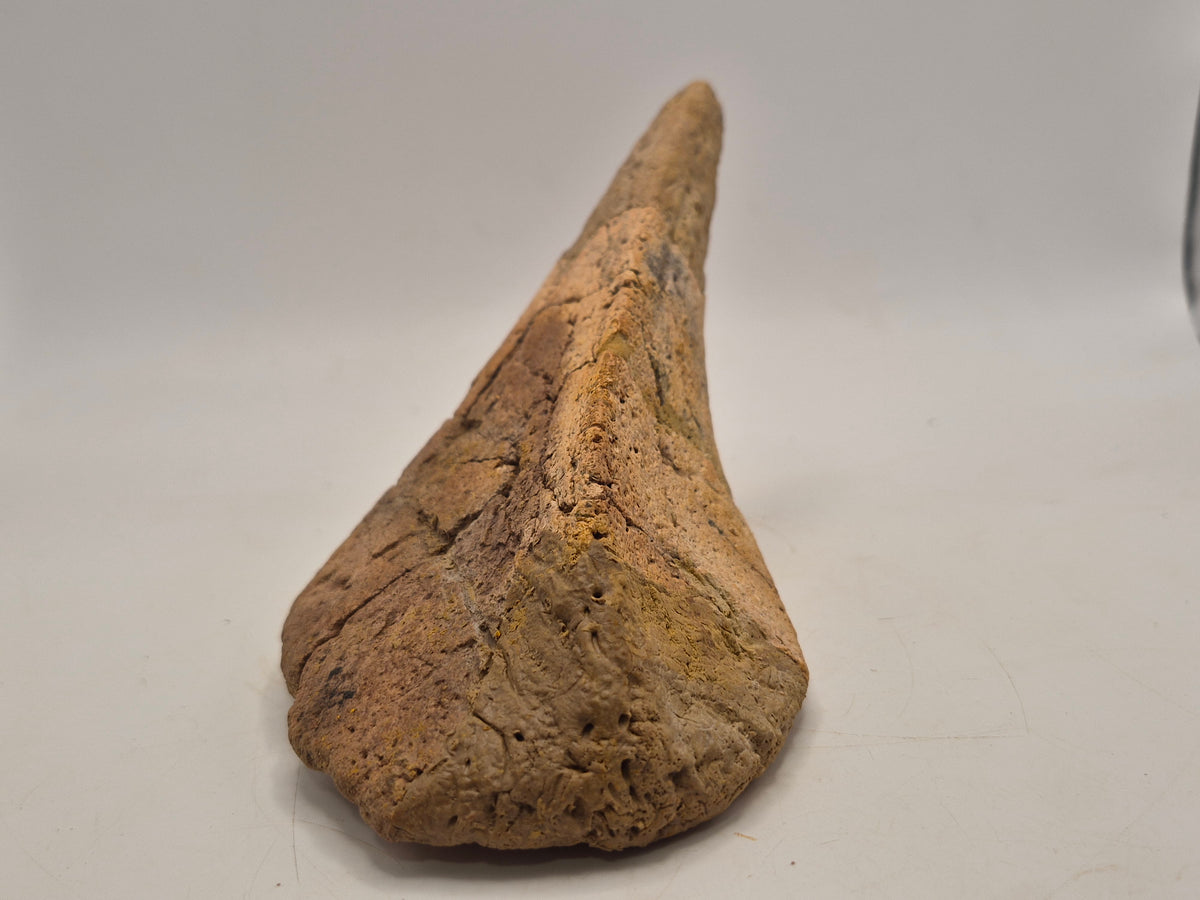 6.6" Spiked Ankylosaurus Scute(Judith River)