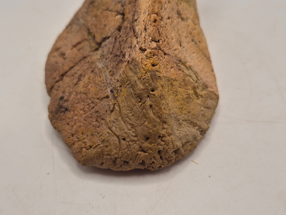 6.6" Spiked Ankylosaurus Scute(Judith River)
