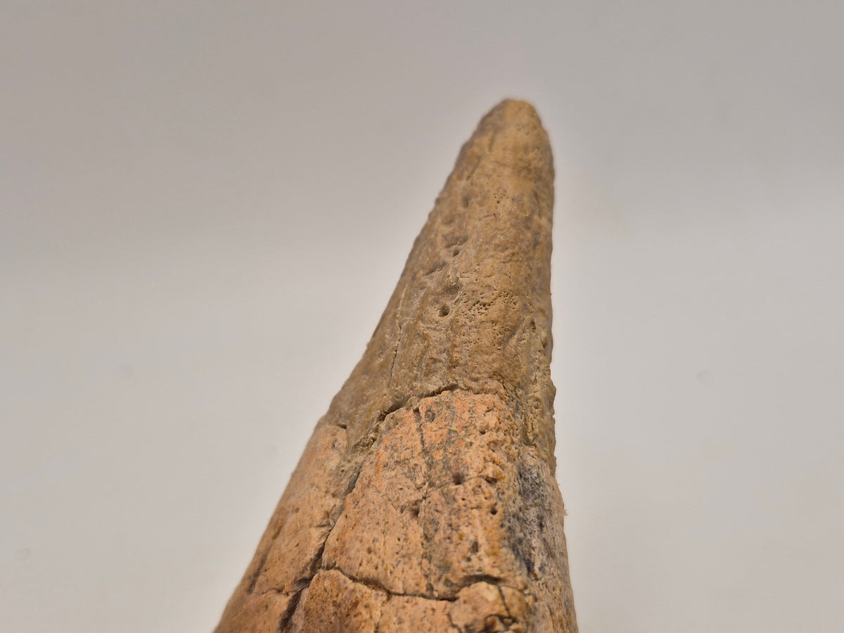 6.6" Spiked Ankylosaurus Scute(Judith River)