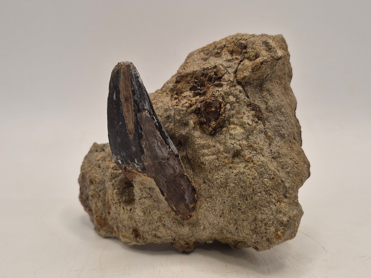 2.55" Tyrannosaur Tooth In Matrix(Judith River)