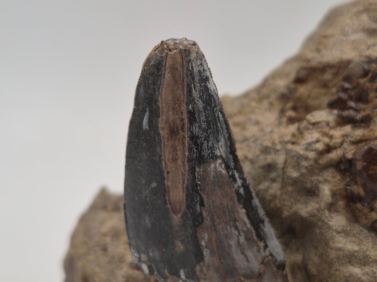 2.55" Tyrannosaur Tooth In Matrix(Judith River)