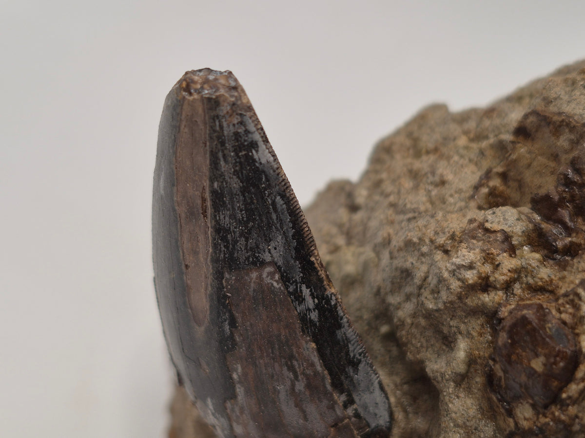 2.55" Tyrannosaur Tooth In Matrix(Judith River)