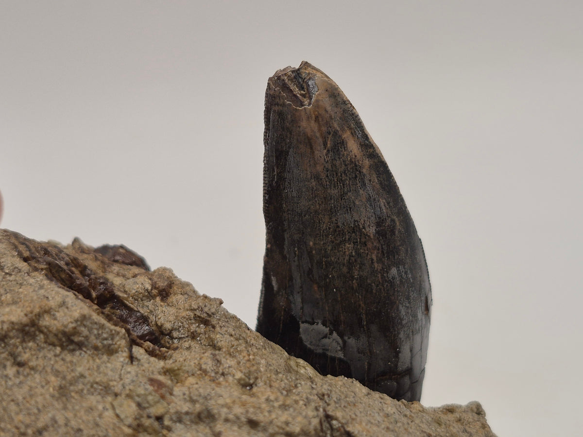 2.55" Tyrannosaur Tooth In Matrix(Judith River)