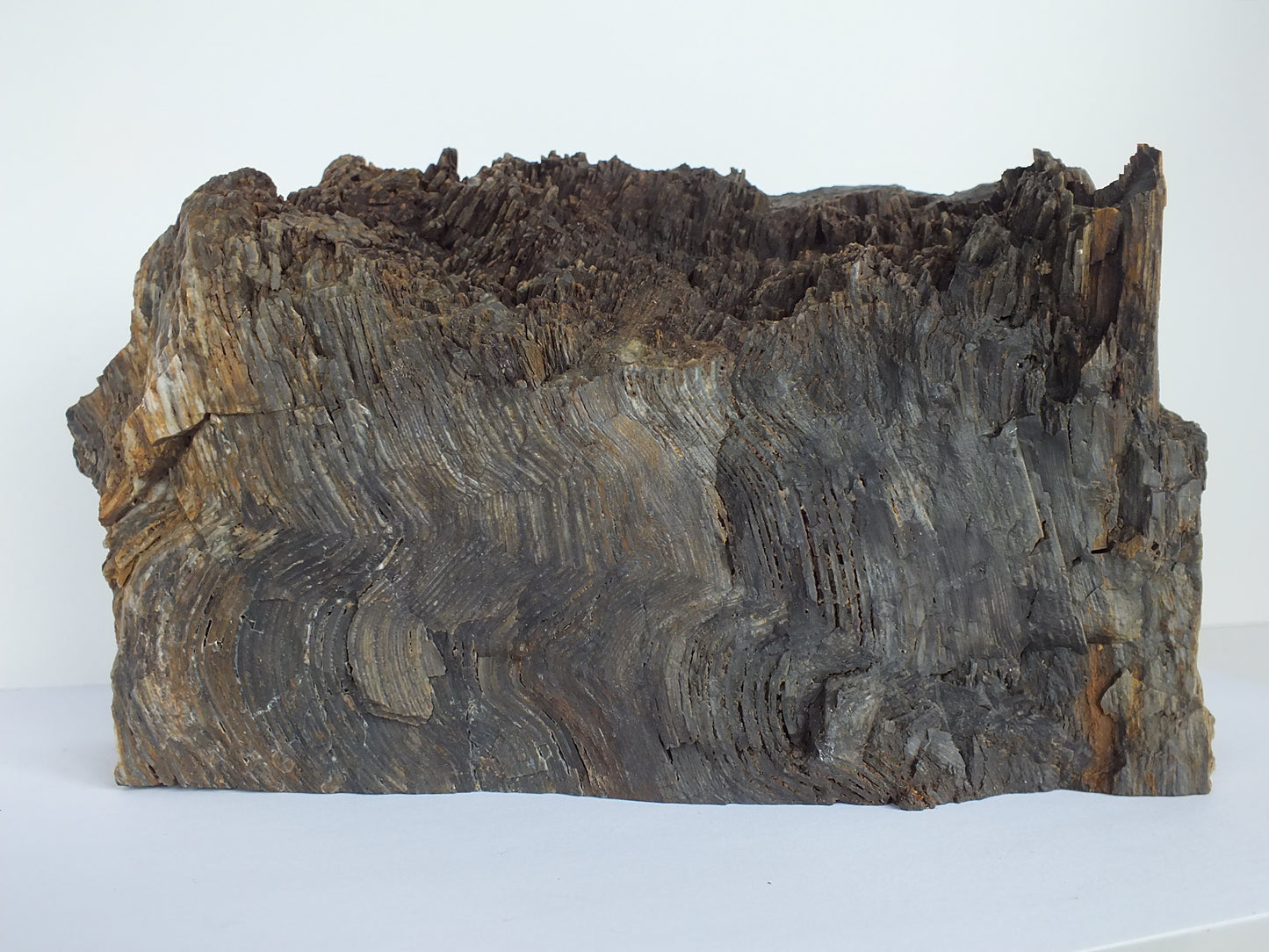 Polished Petrified Sequoia (Nevada)