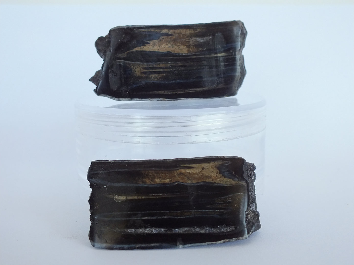 Cut/Polished Horse Tooth Fossil