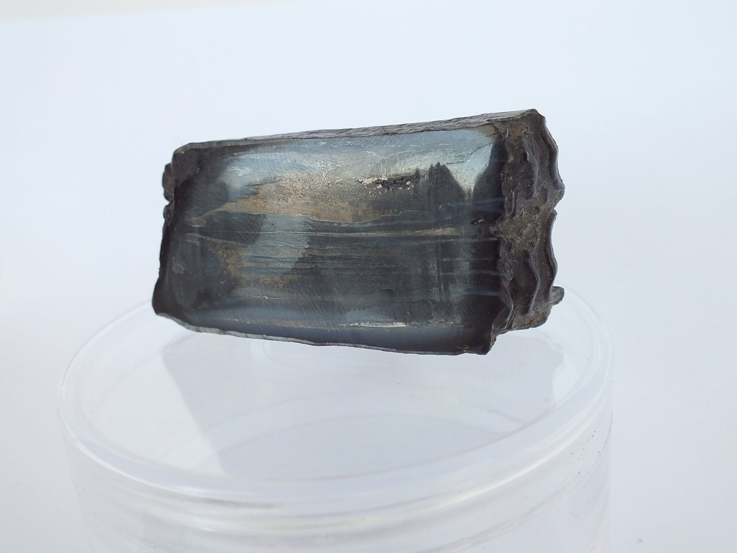 Cut/Polished Horse Tooth Fossil