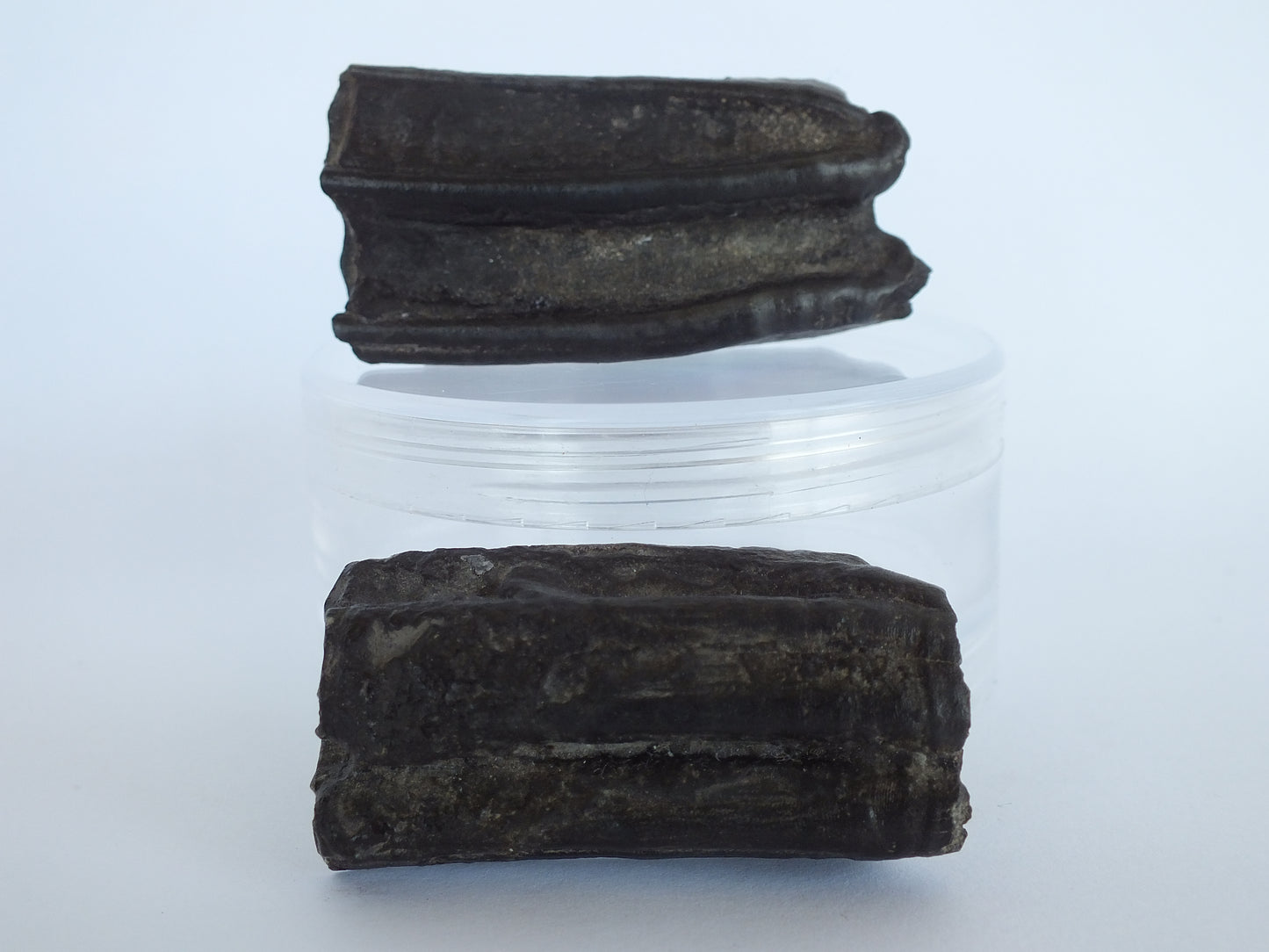 Cut/Polished Horse Tooth Fossil