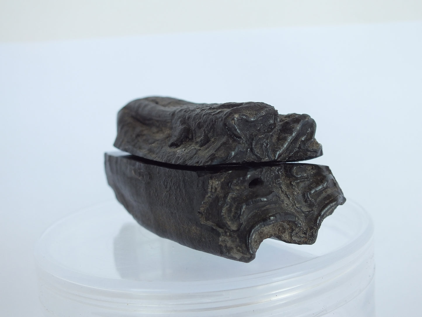 Cut/Polished Horse Tooth Fossil