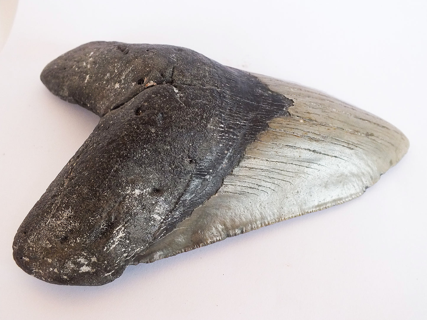 5.66" Megalodon Tooth