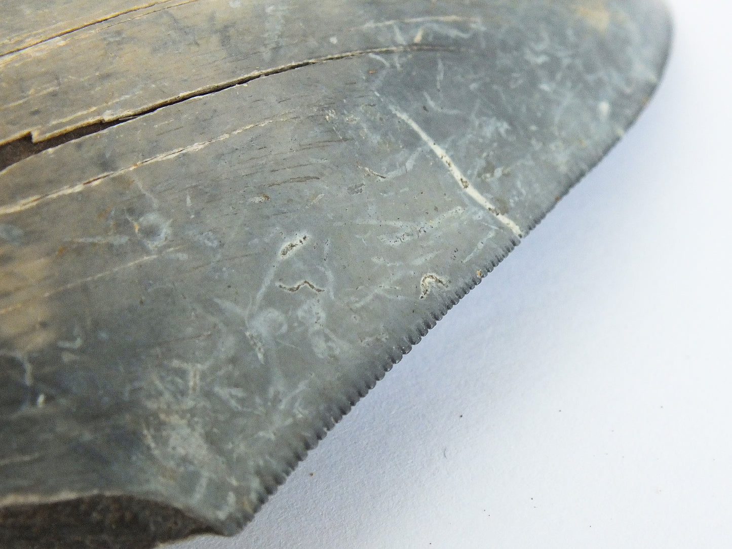 4.0" Megalodon Tooth Blade