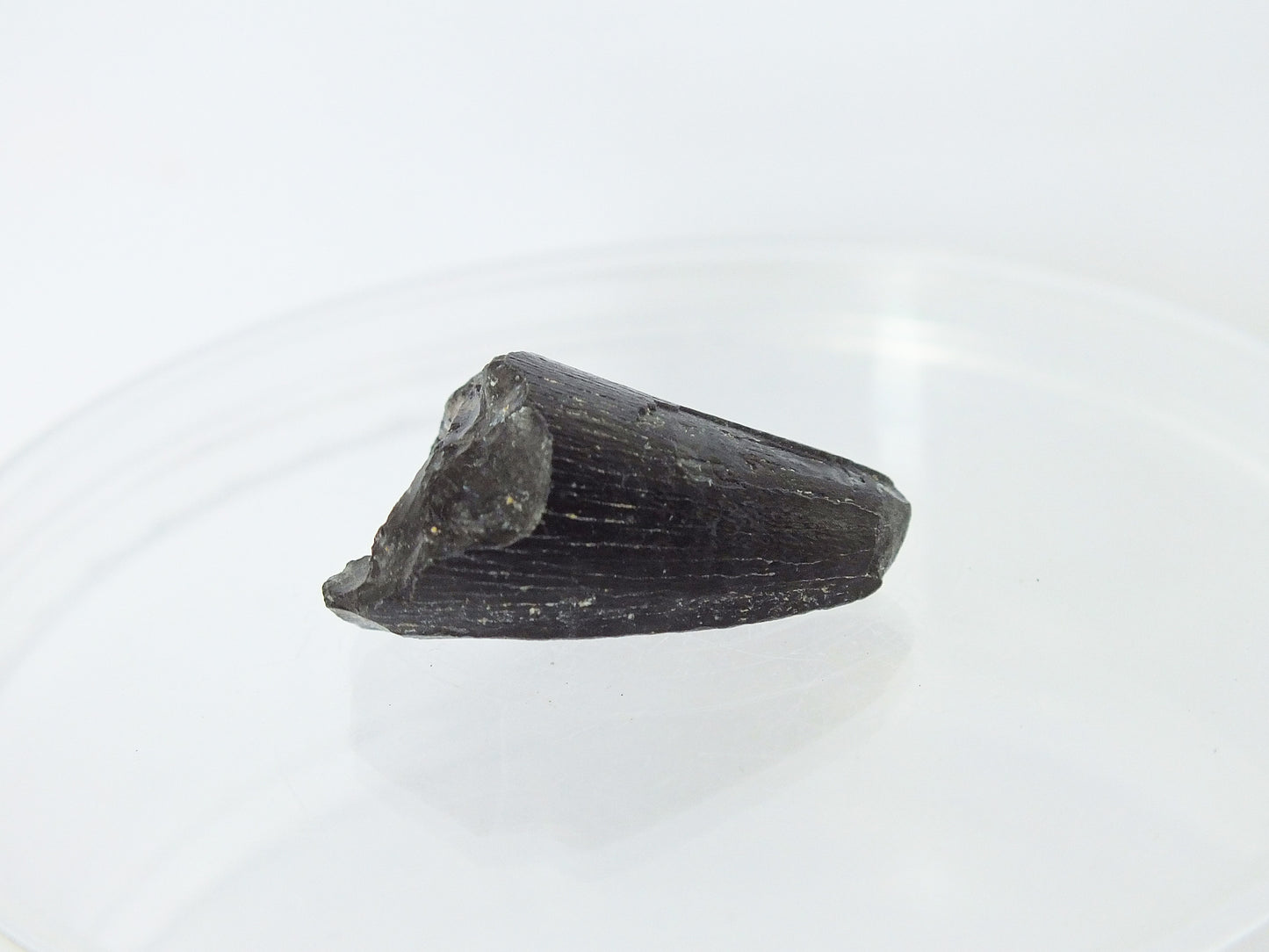 1.0" Alligator Tooth Fossil