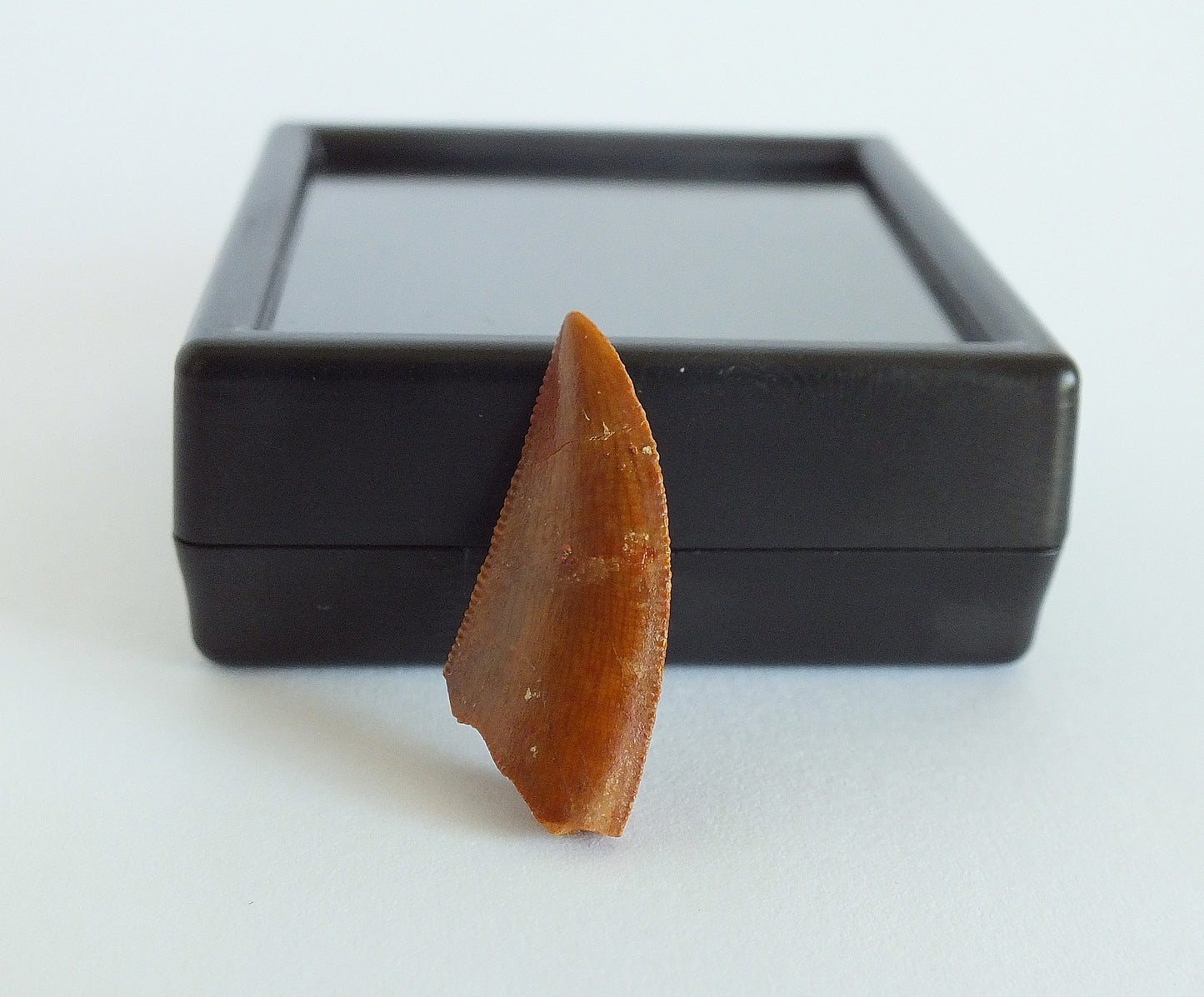 1.0" Dromaeosaurus Raptor Tooth