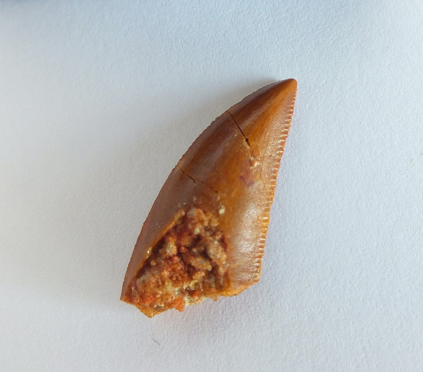 1.0" Dromaeosaurus Raptor Tooth