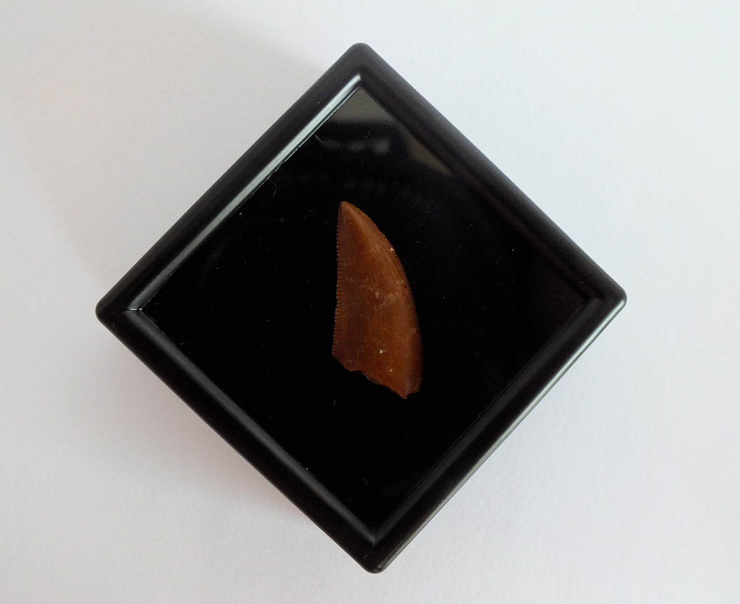 1.0" Dromaeosaurus Raptor Tooth