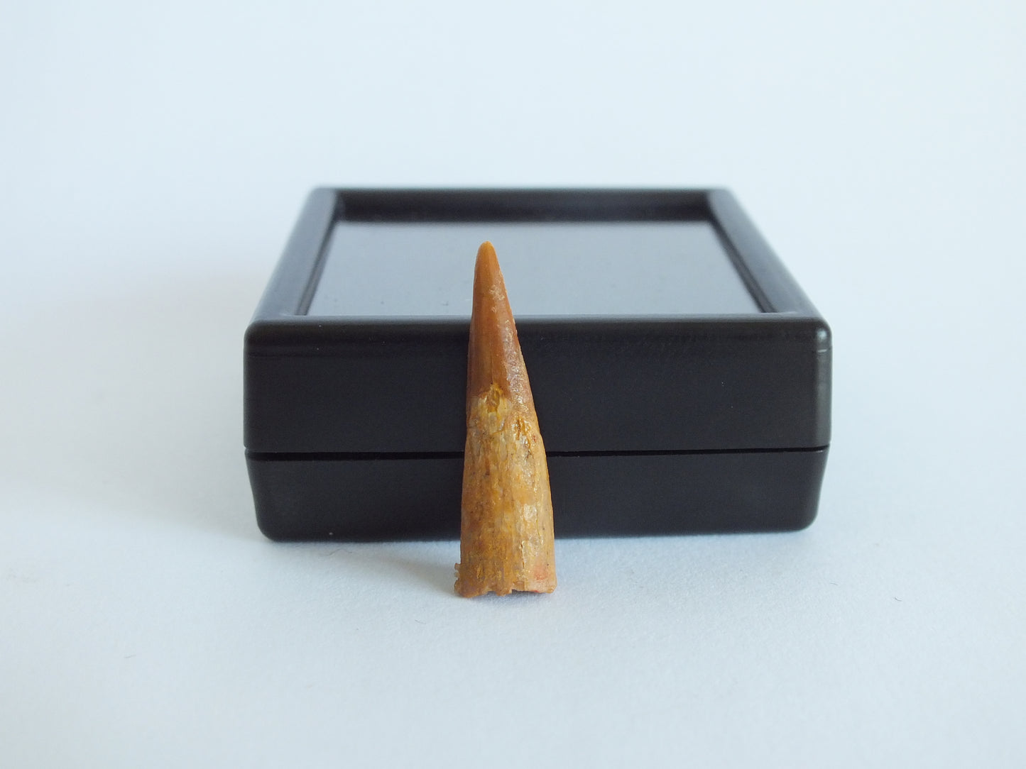 1.0" Pterosaur Tooth (Morocco)