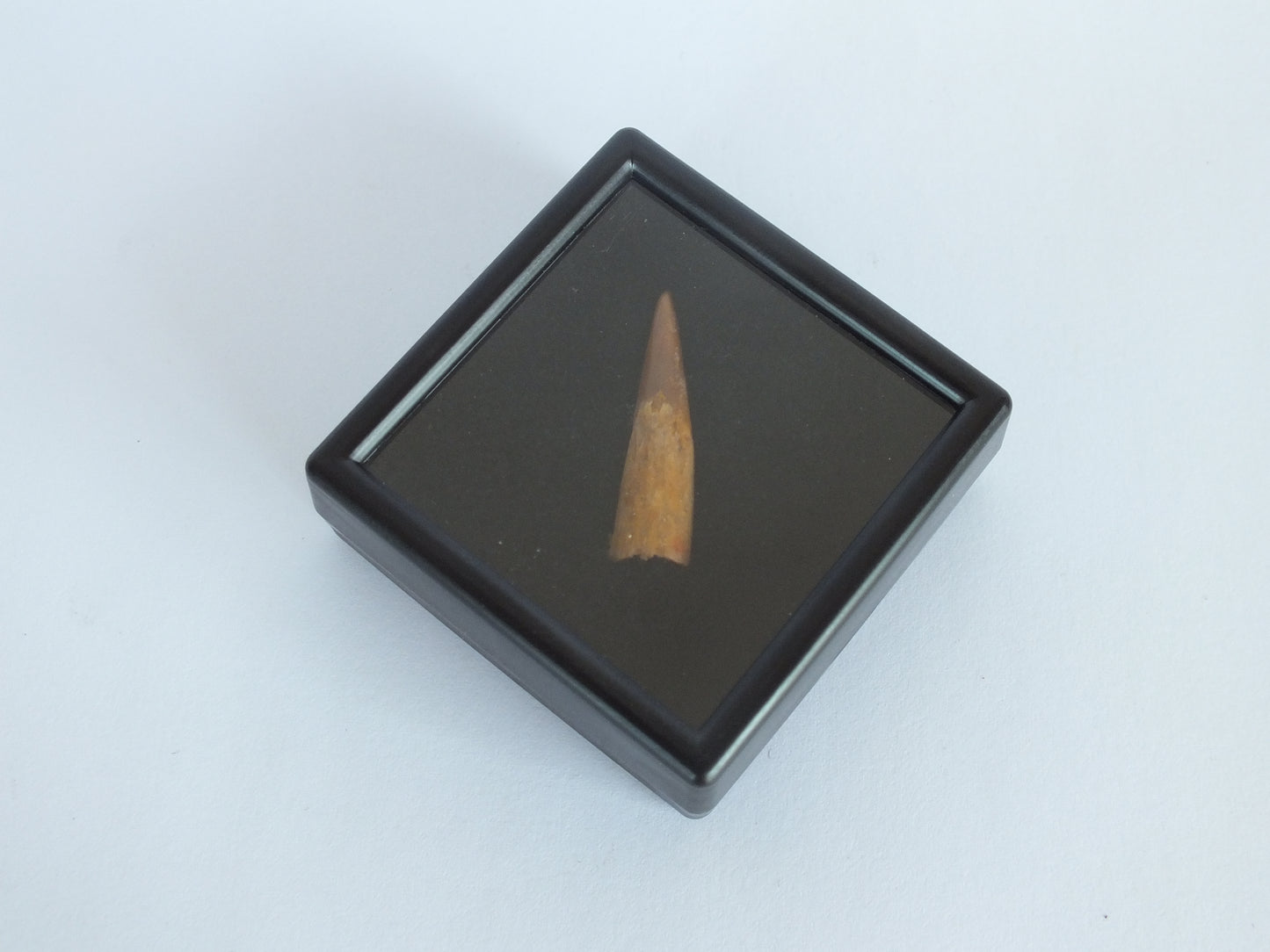 1.0" Pterosaur Tooth (Morocco)