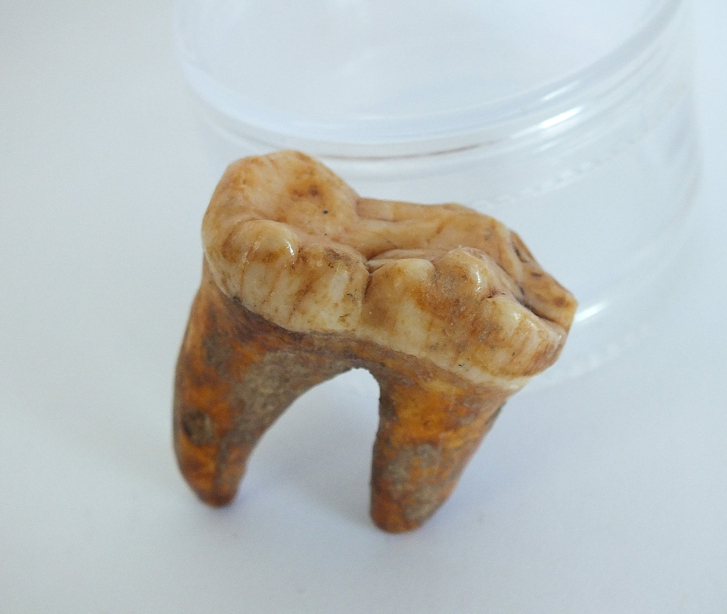 1.46" Cave Bear Molar with Roots