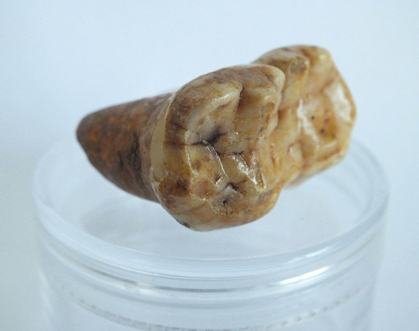 1.46" Cave Bear Molar with Roots