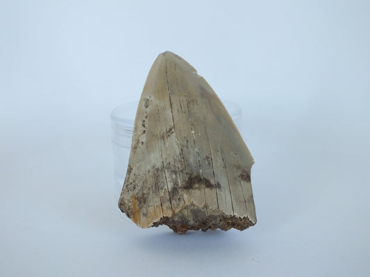 2.5" Megalodon Tooth