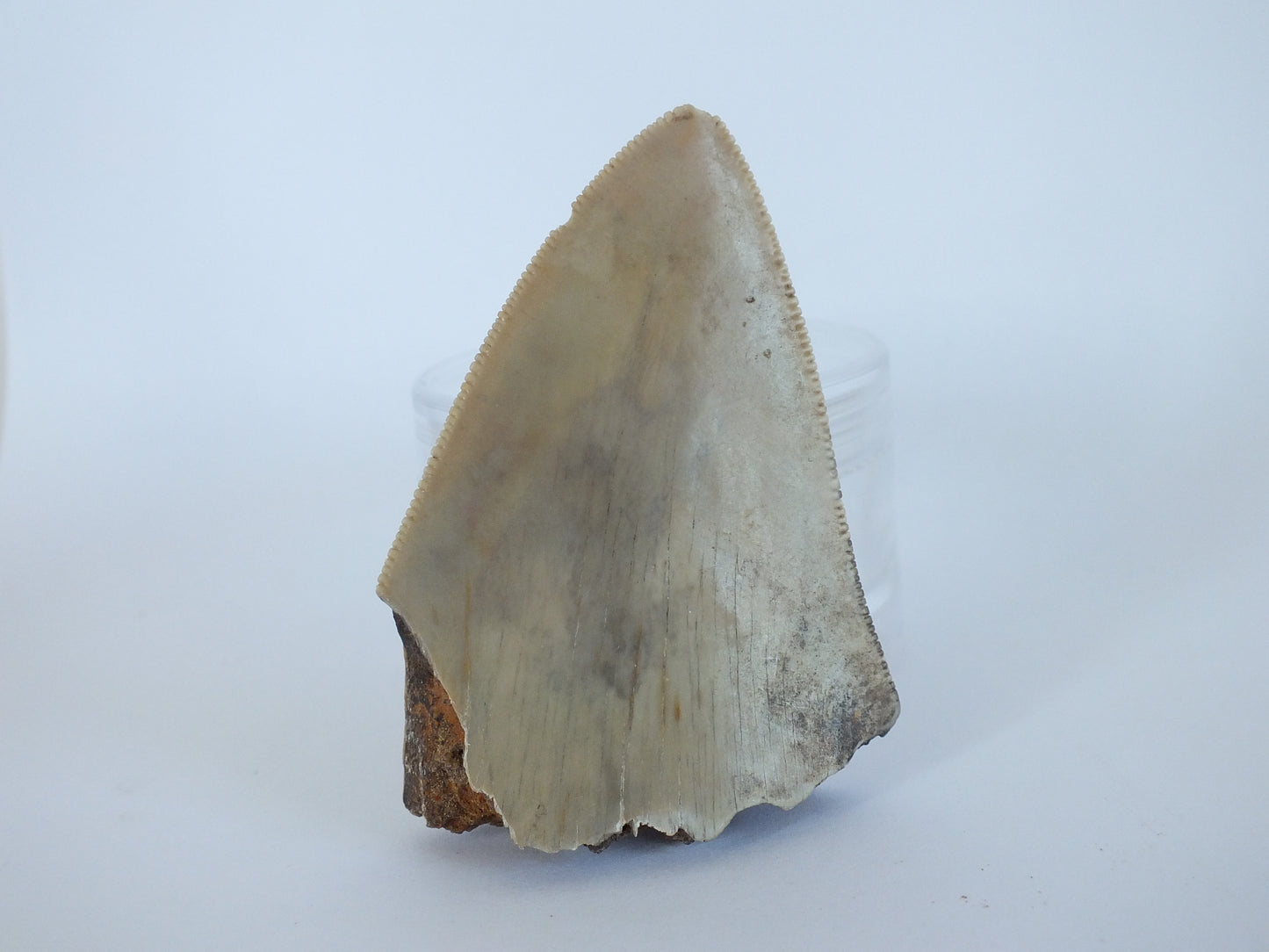 2.5" Megalodon Tooth