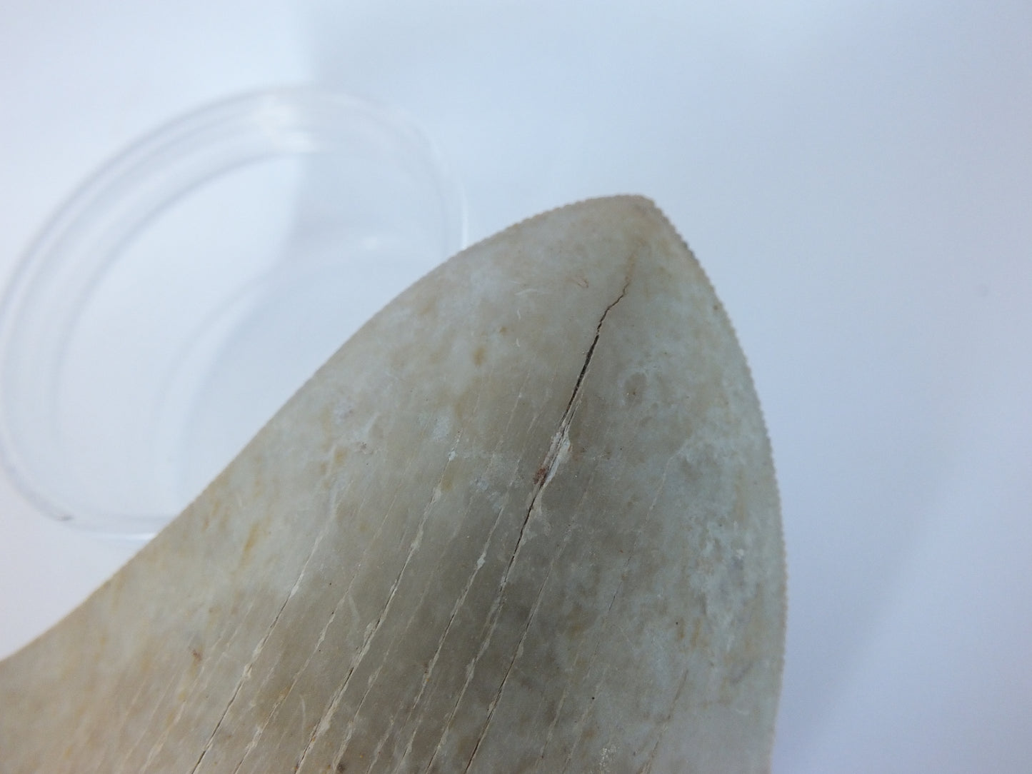 4.7" Partial Megalodon Tooth