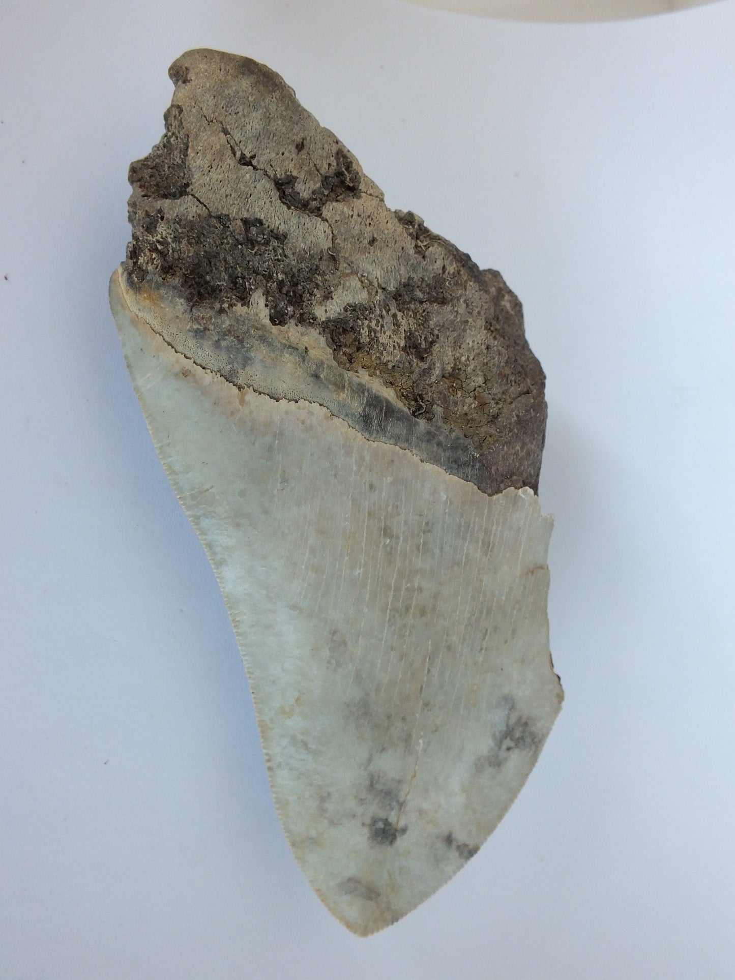 4.7" Partial Megalodon Tooth
