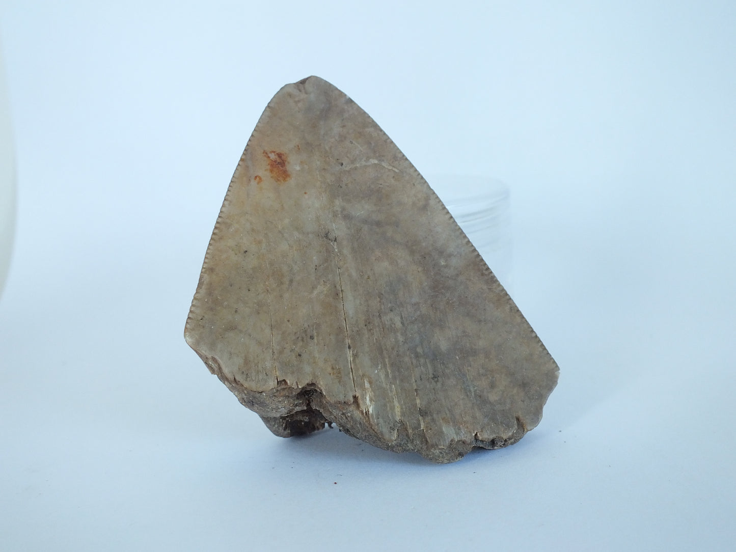 2.4" Megalodon Tooth