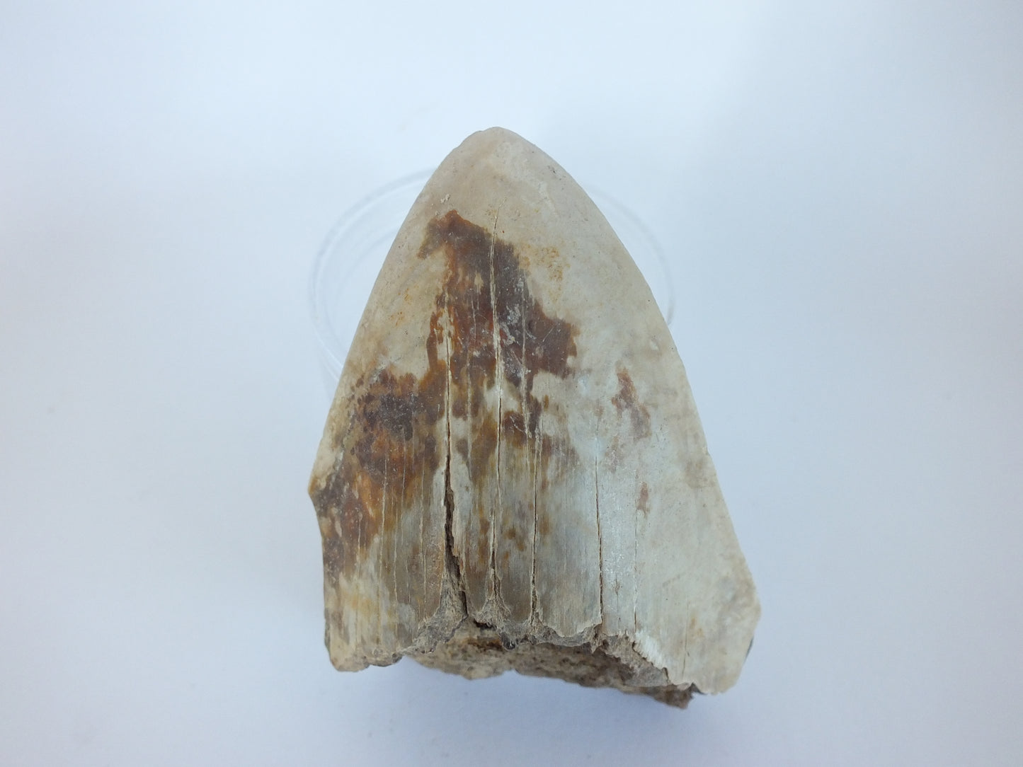 2.9" Megalodon Tooth