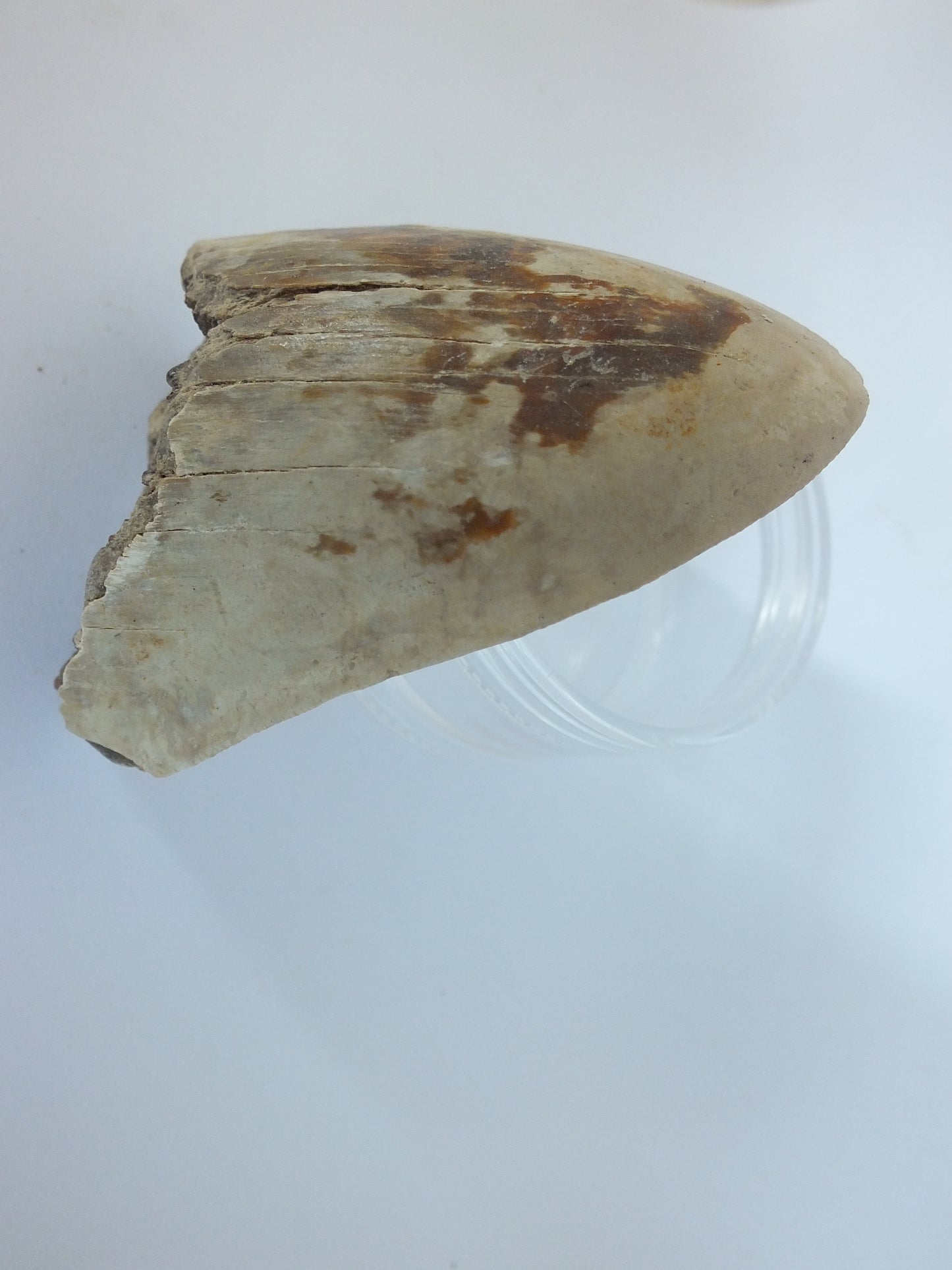 2.9" Megalodon Tooth