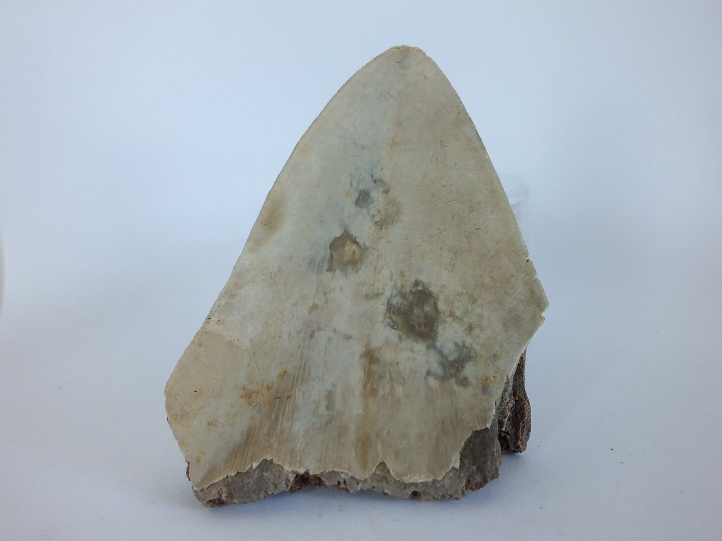 2.9" Megalodon Tooth