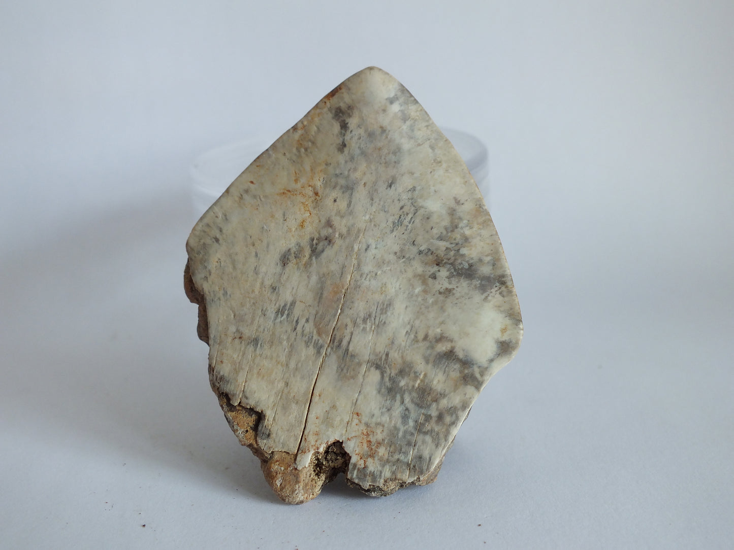 2.1" Megalodon Tooth