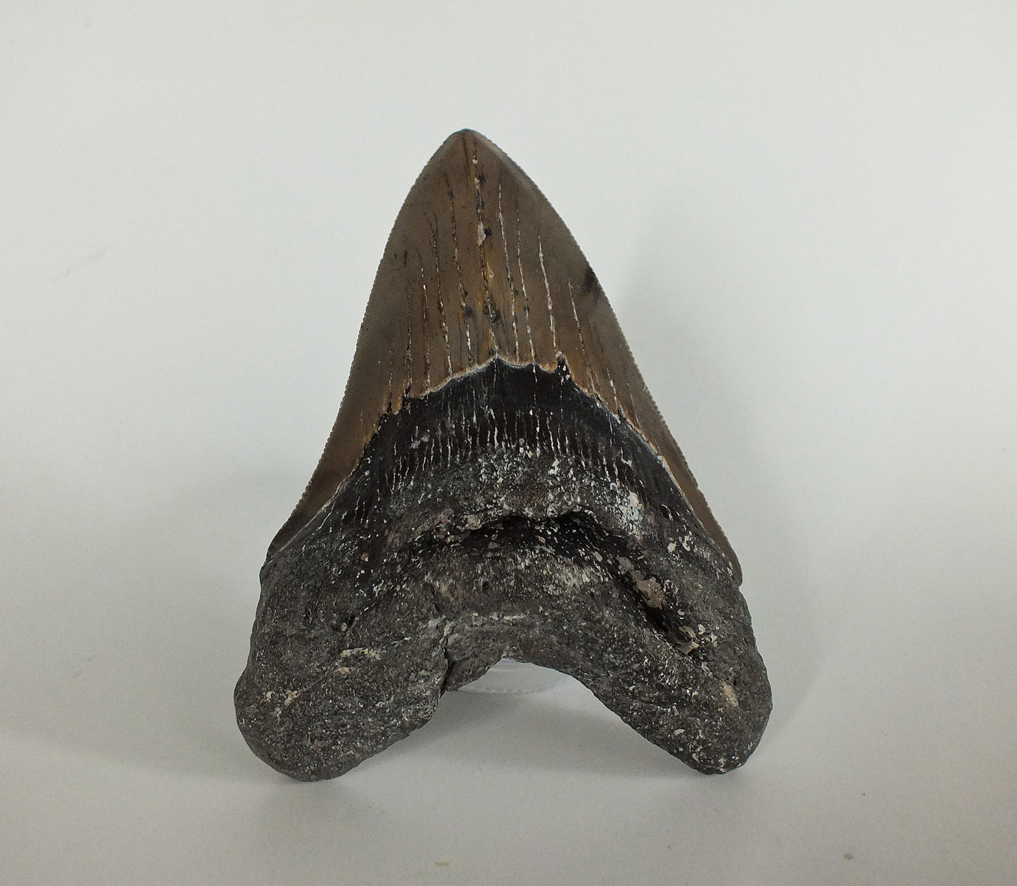 4.68" Megalodon Tooth