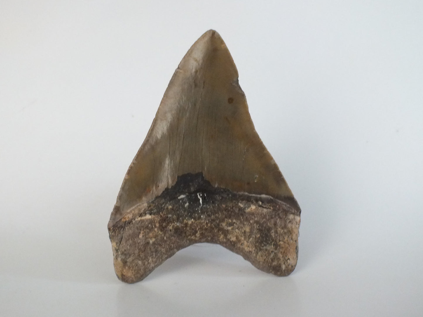 4.85" Megalodon Tooth