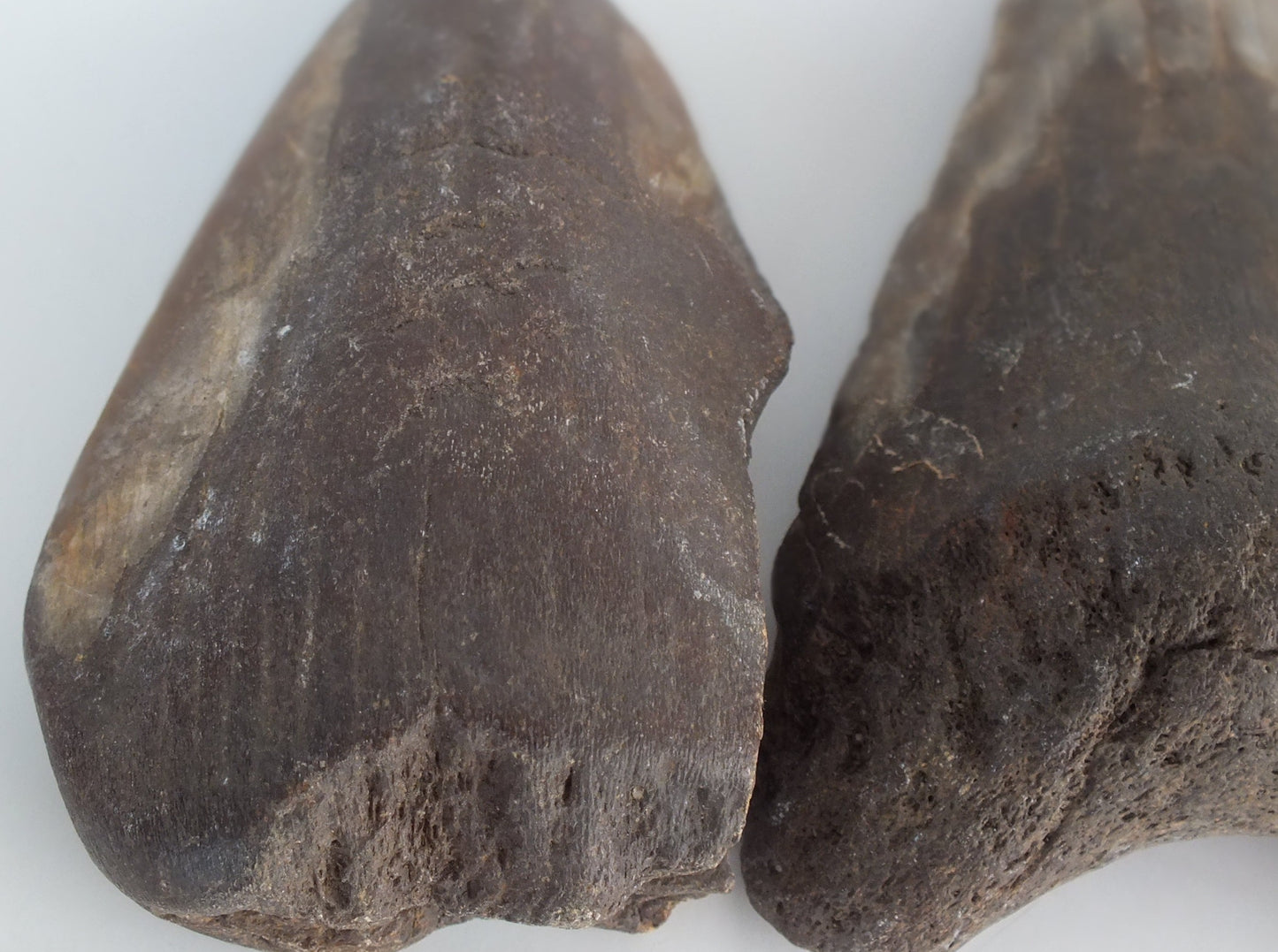 Megalodon Tooth Bundle