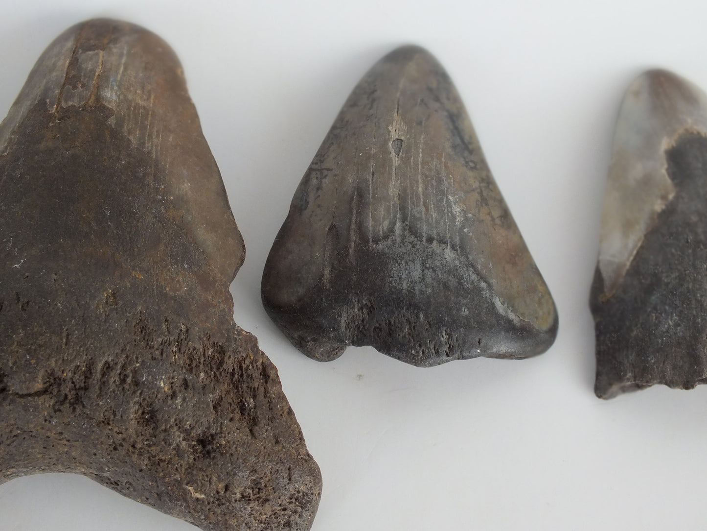 Megalodon Tooth Bundle