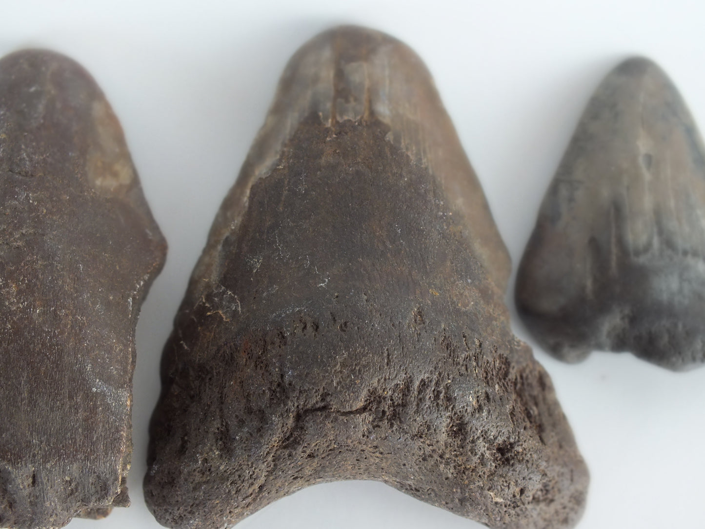 Megalodon Tooth Bundle