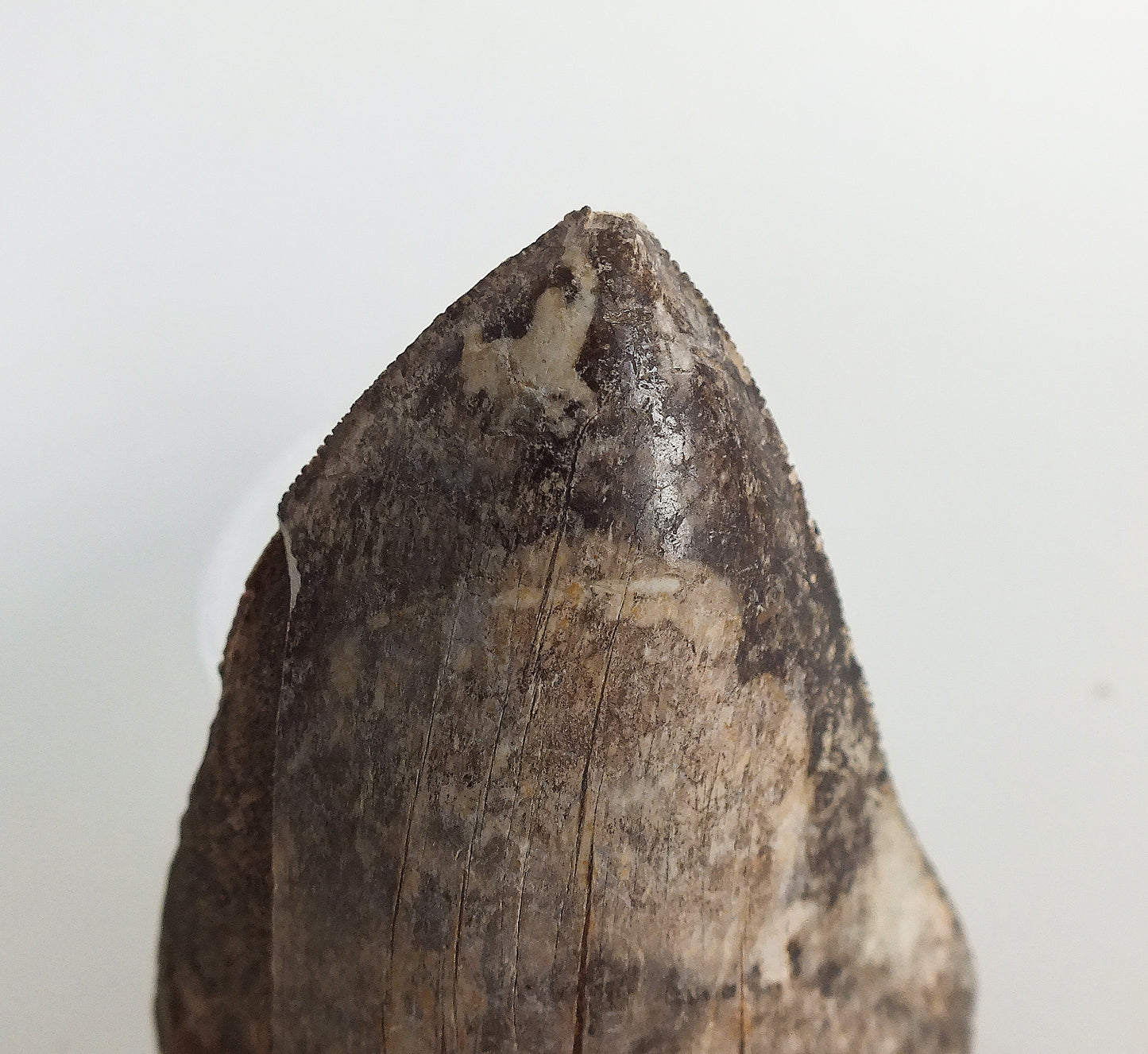 3.0" Megalodon Tooth