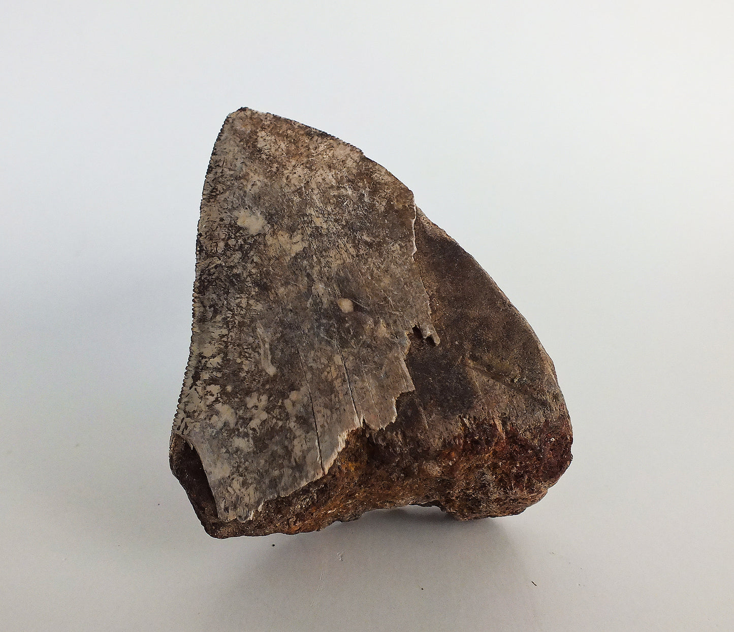 3.0" Megalodon Tooth
