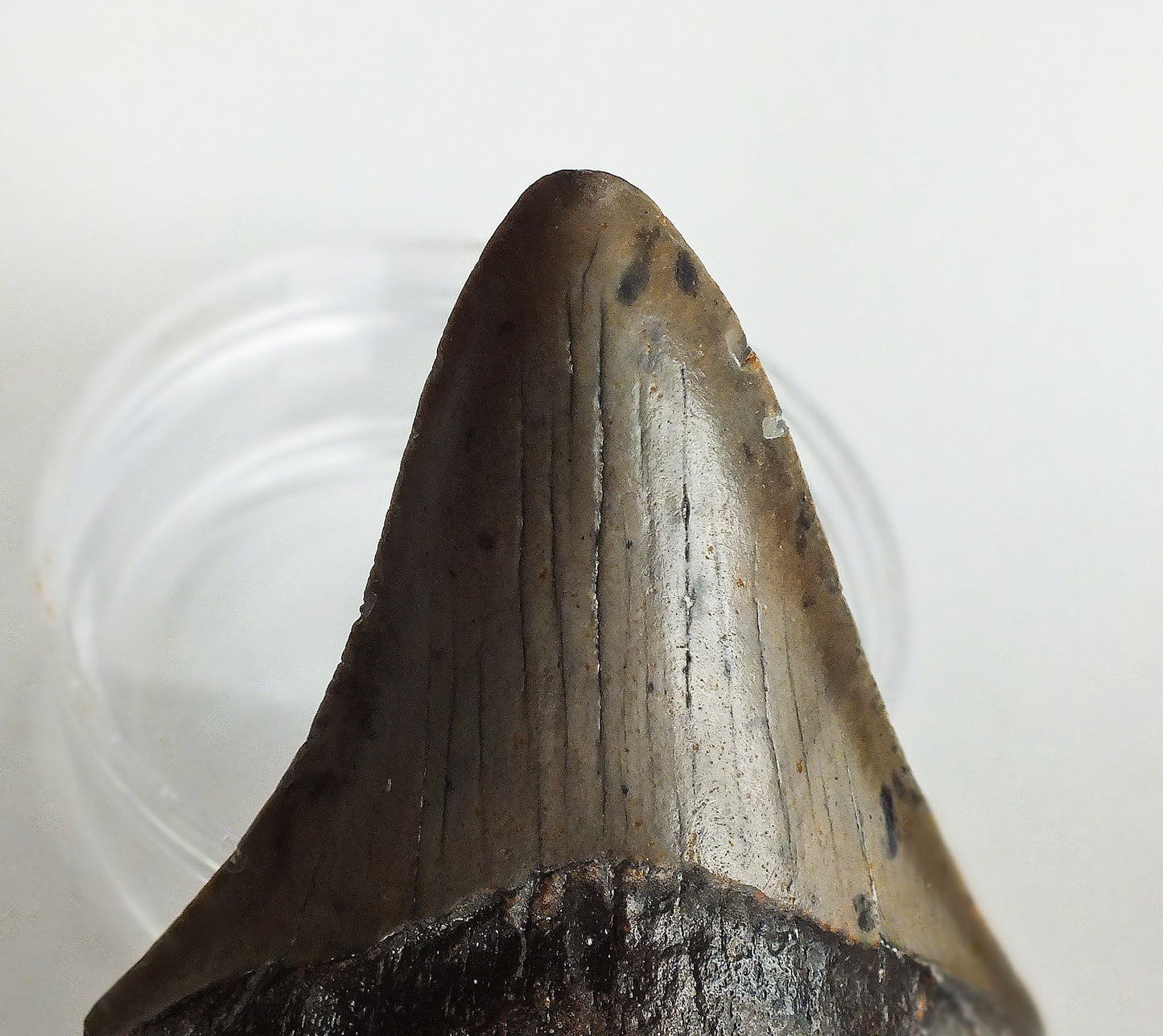 3.49" Megalodon Tooth